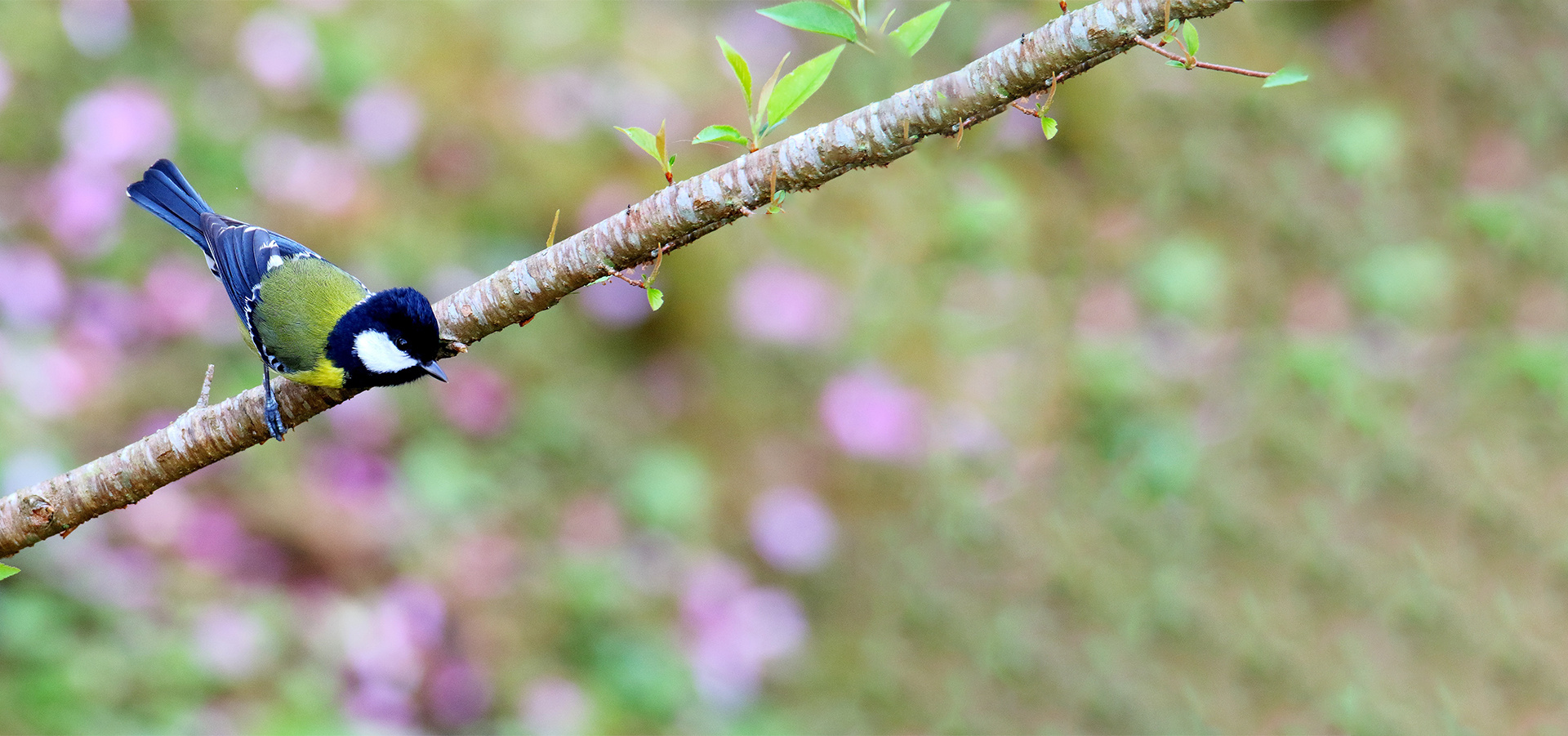 推動野鳥欣賞、保育及研究