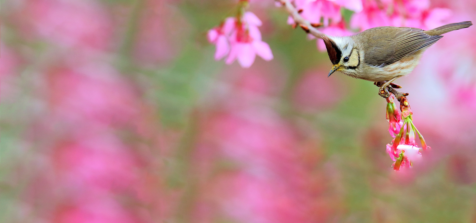 提供傷病及失親野生動物醫療與幫助