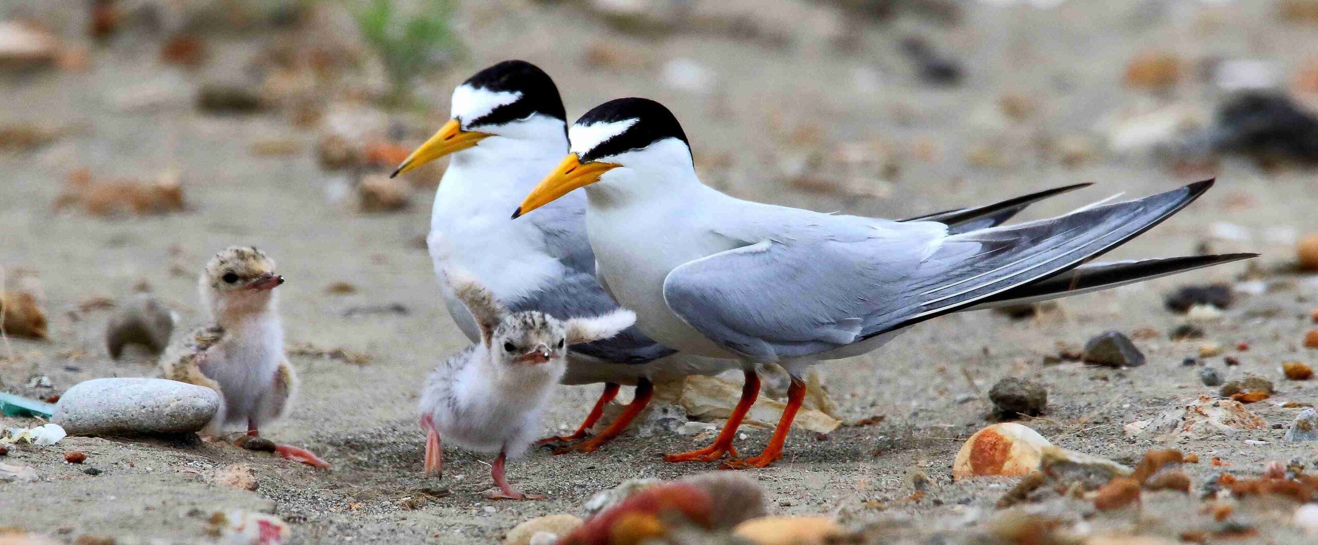 桃園市野鳥學會